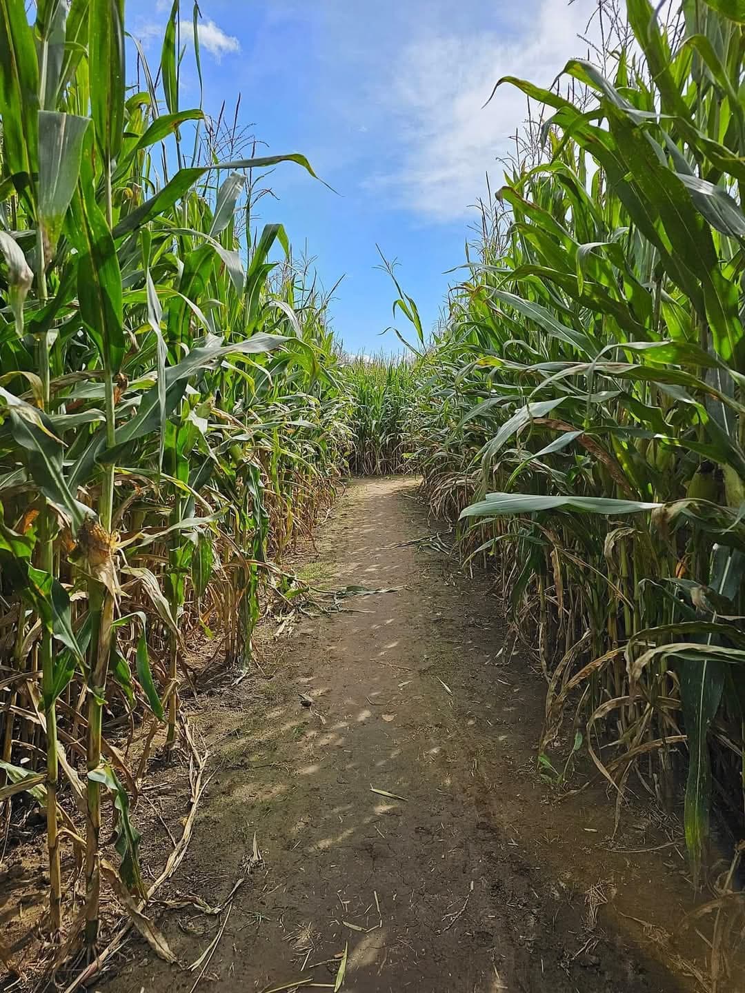 Corn Maze