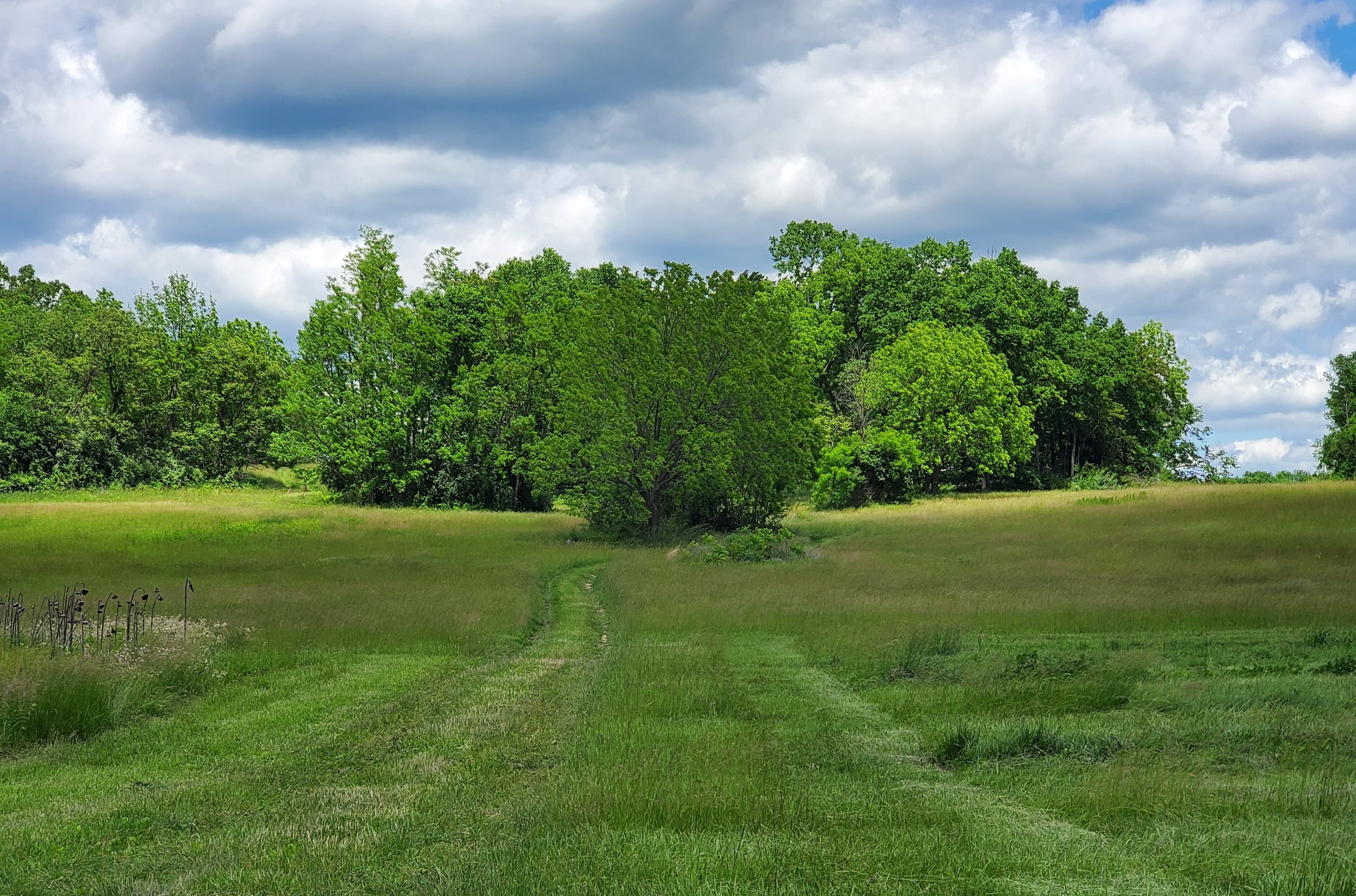 The farm lane leading toward the forest