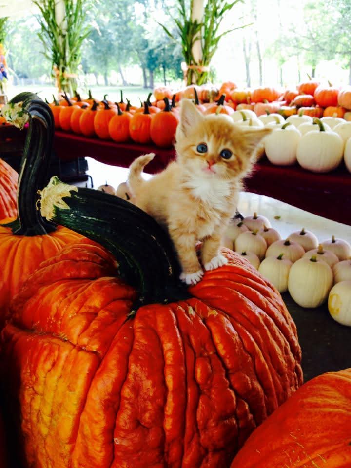 kittenPumpkin.jpg