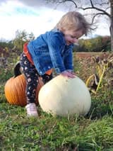 Pumpkin Patch
