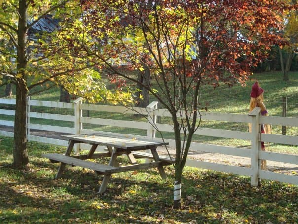 Food Vendors & Picnic Tables