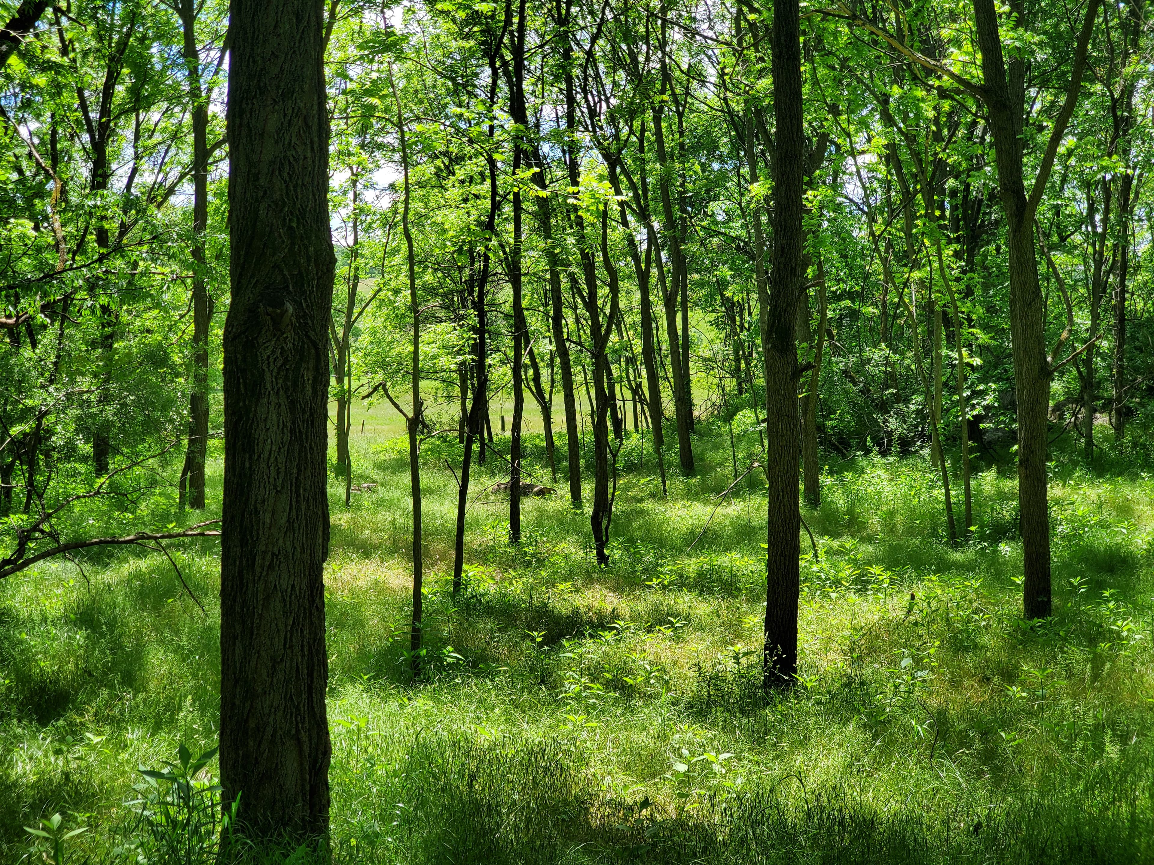A mowed trail through the woods at Glencoe Farm