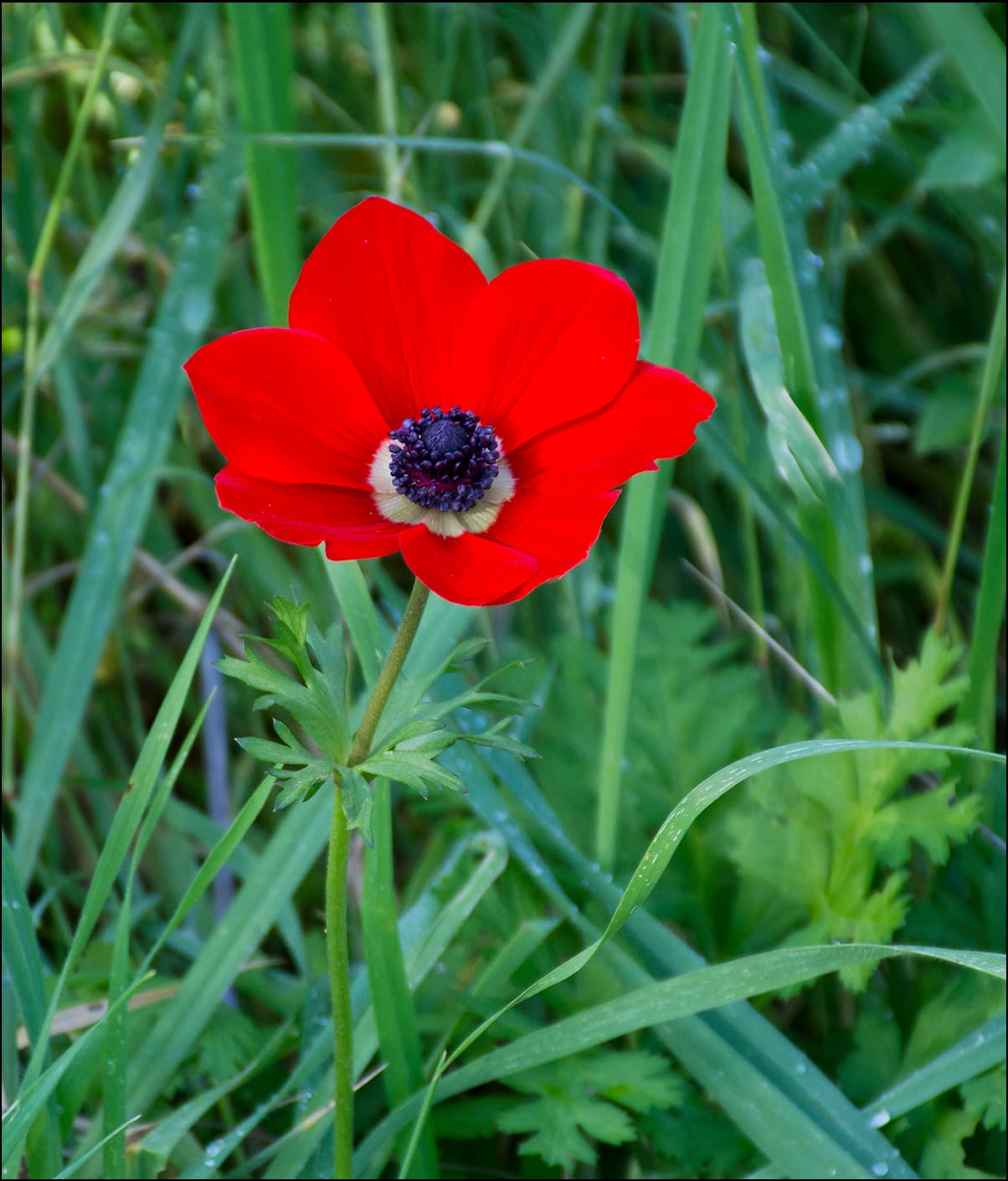 A red flower growing among the grass at Glencoe Farm