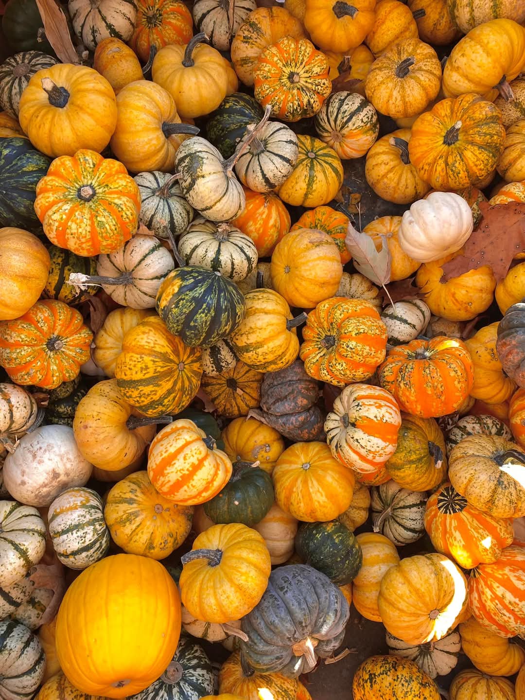 A variety of small pumpkins and gourds