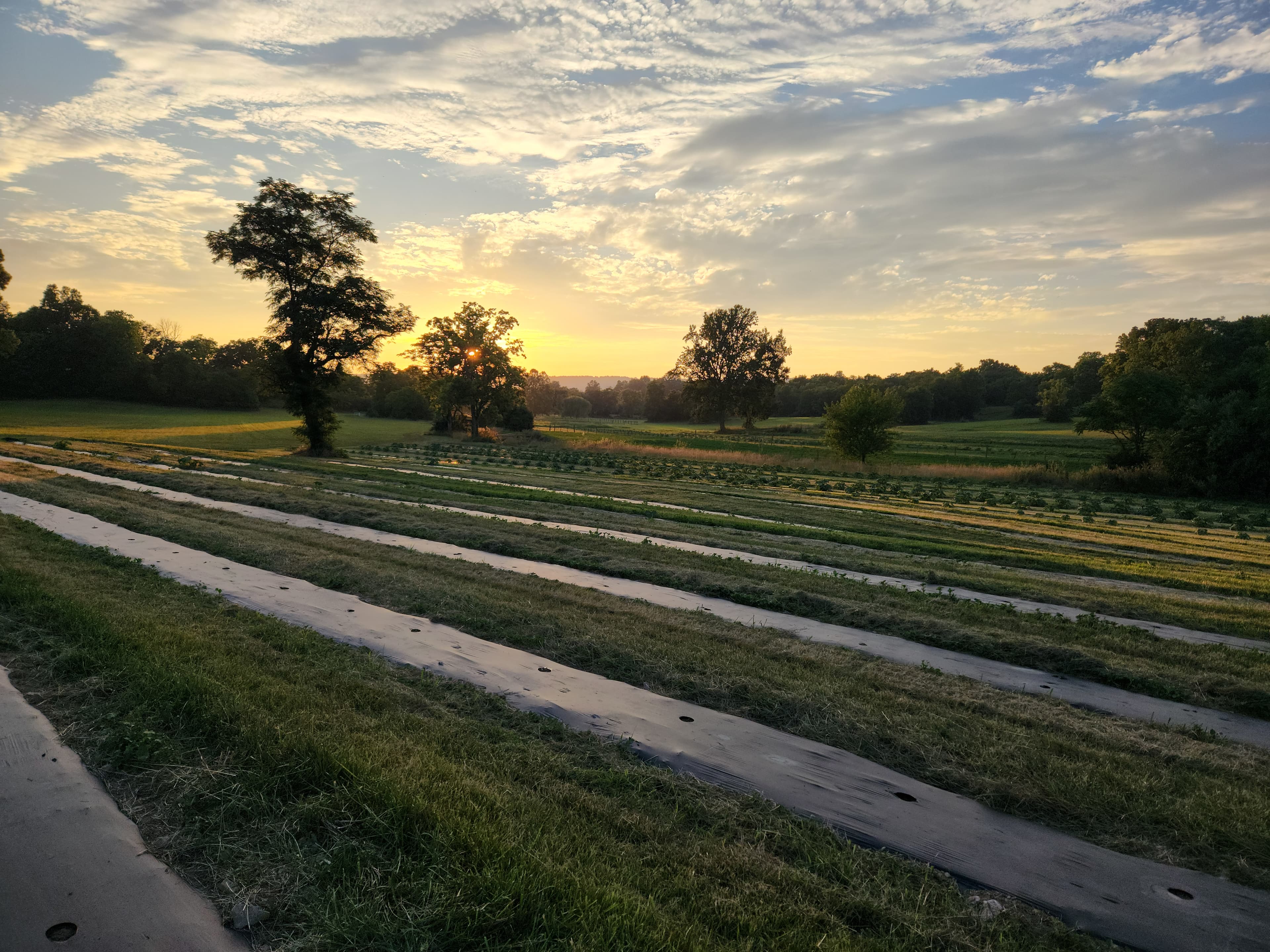 Sunset over the fields at Glencoe Farm