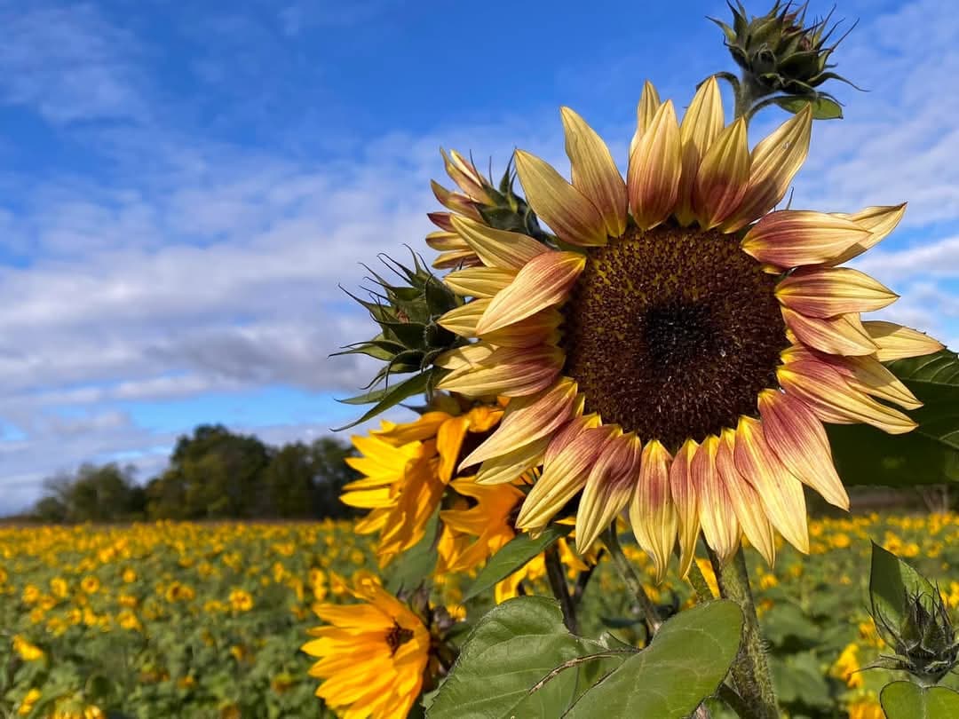 A sunflower growing in the flower field